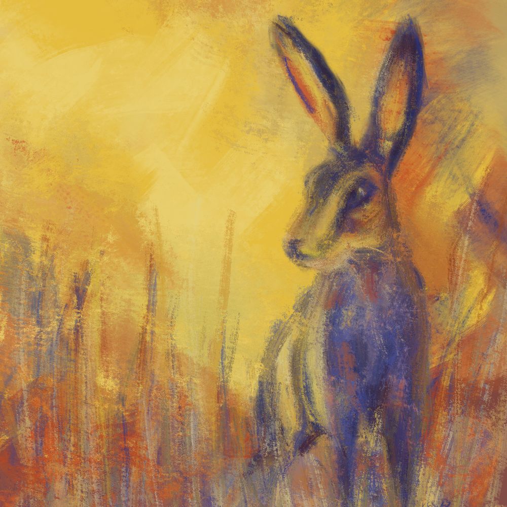 Hare at sunset