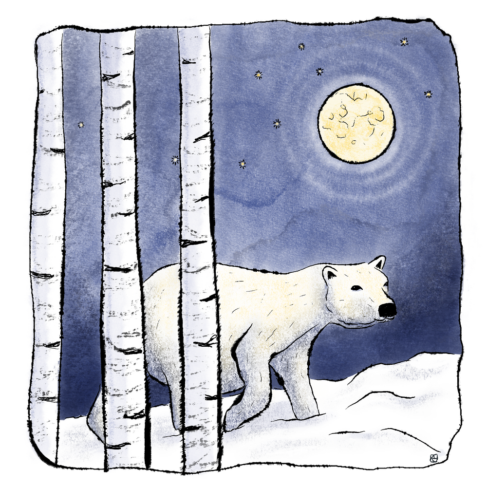 Polar bear in the night